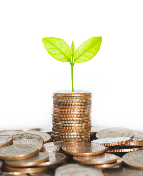 plant growing from stack of coins