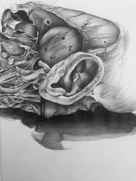 Sonya G Peters, Detail of Ear, Pen on paper, 2019,  19 x 25cm