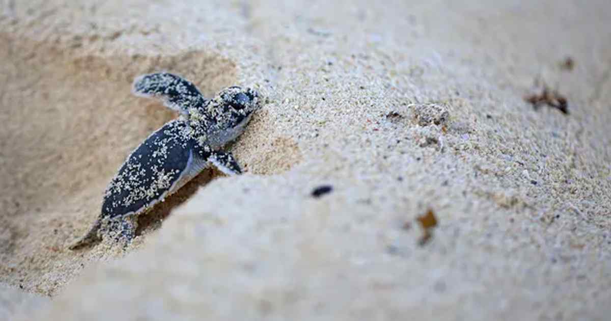 A turtle hatchling crawling along the sand