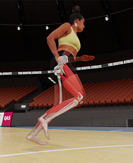 Digital visualisation of a runner with highlighted musculoskeletal anatomy.