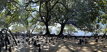 Goals for mangrove recovery must be based on science