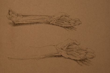 Jacques van der Merwe, Muscles of the Forearm and Hand