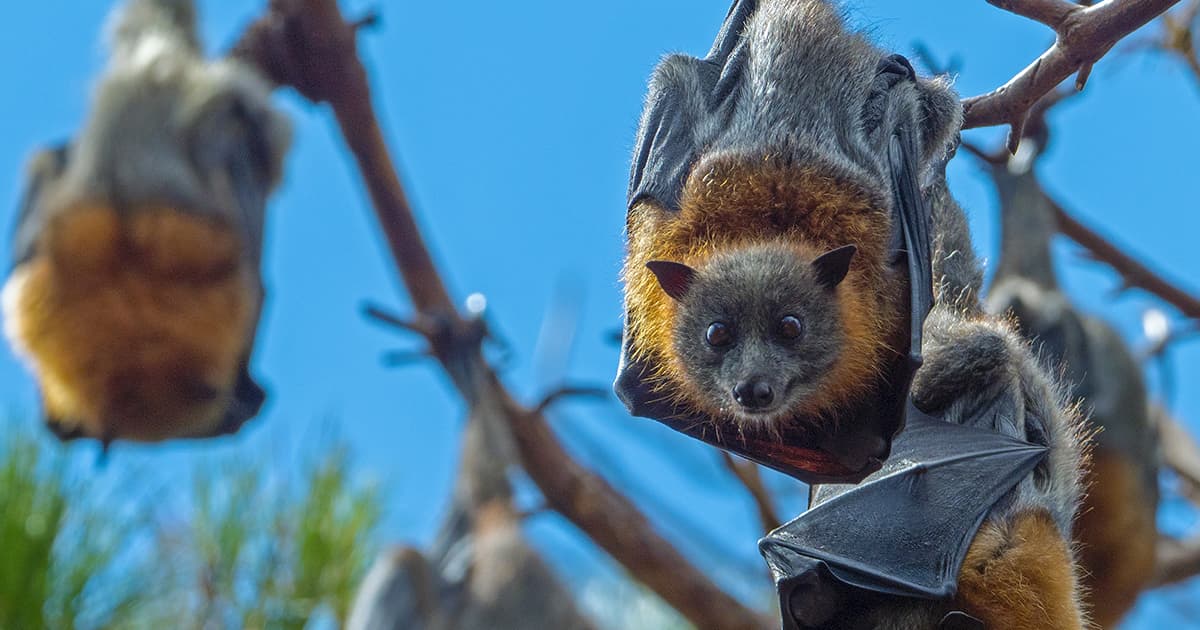 A bat hanging from a tree looking at the camera