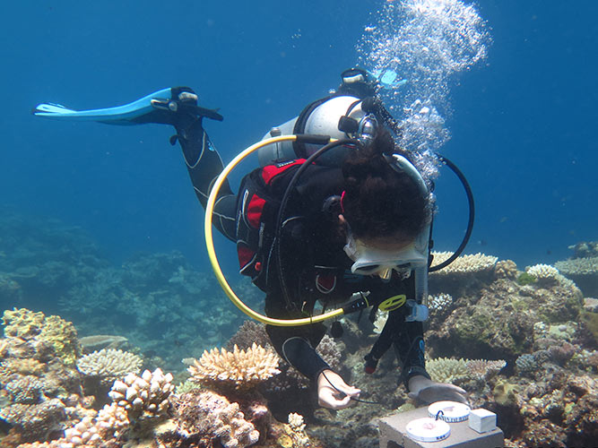 Diving looking at coral