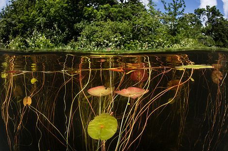 Lily pads grow on the edge of a freshwater lake.