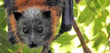 Climate and human-driven habitat destruction alter bat behaviour and increase Hendra virus spillover risk