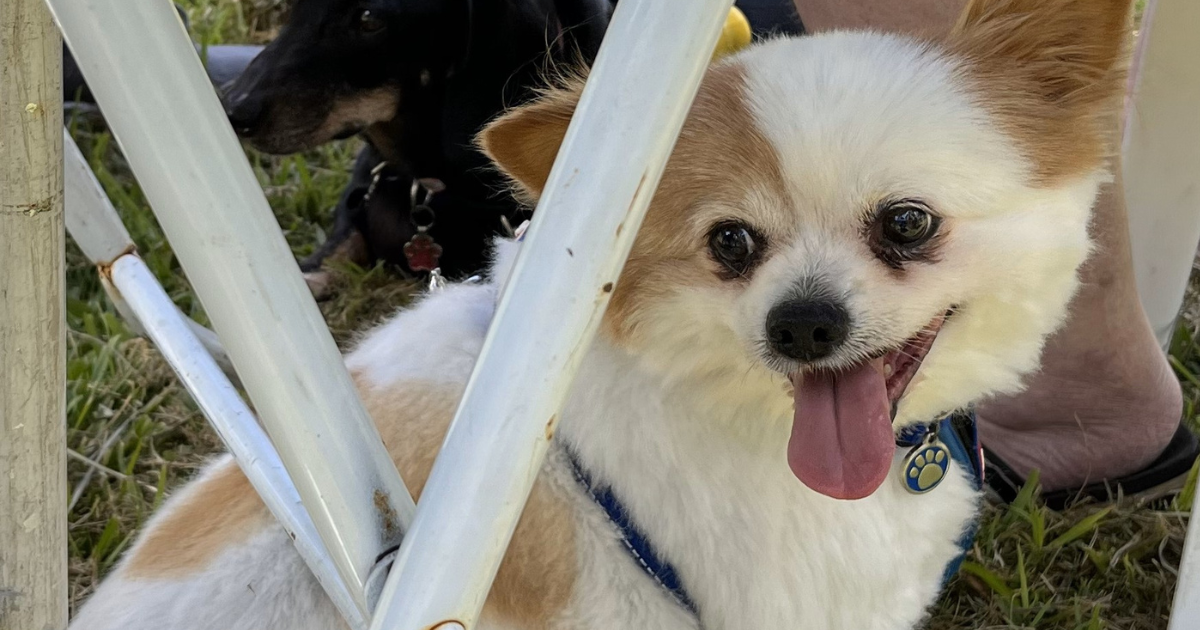 Two dogs sitting under a chair in the grass.