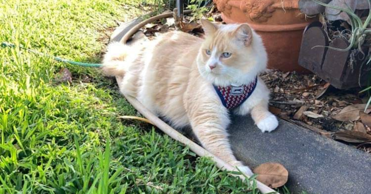 An orange and white cat sitting in a grassy area outdoors.